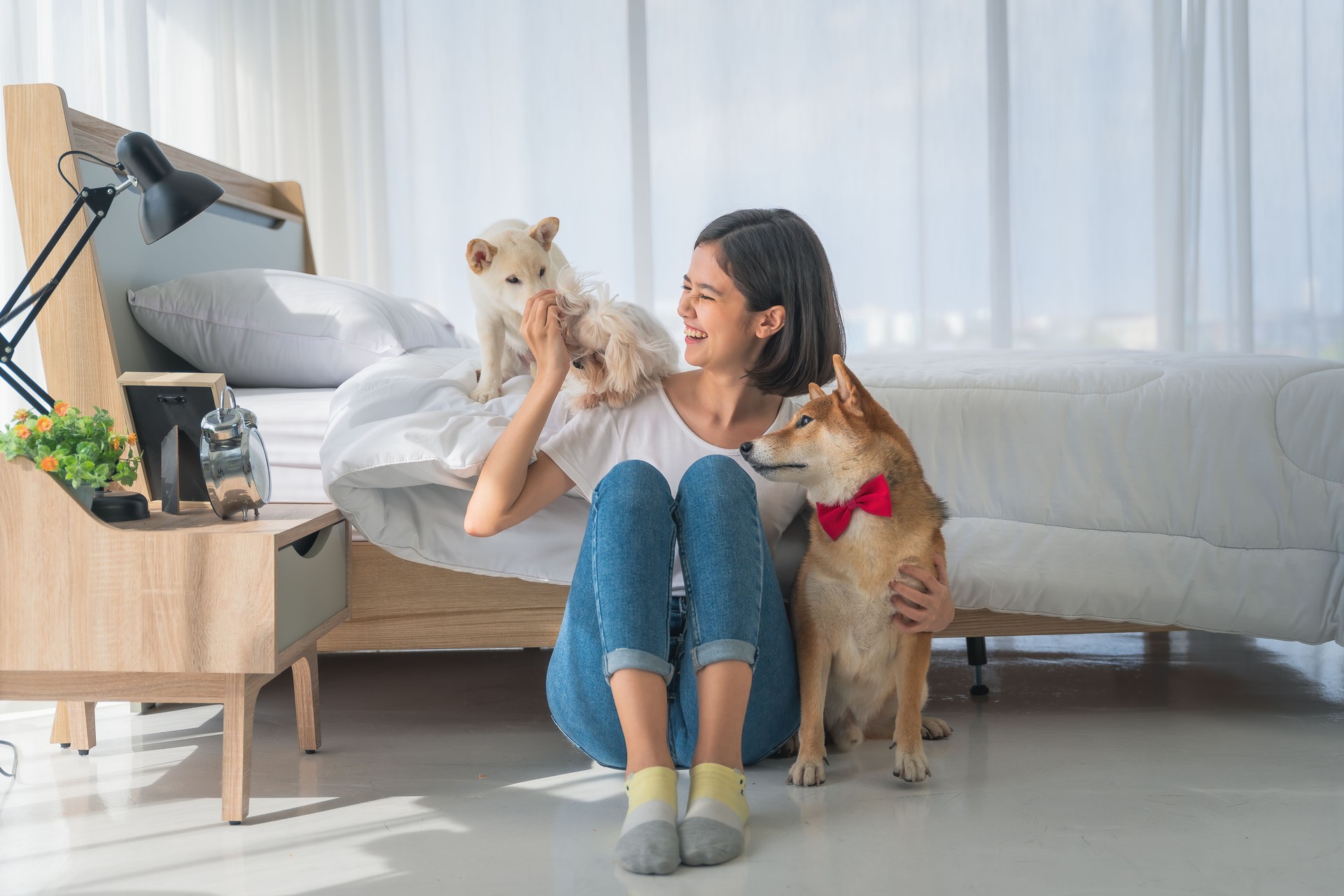 asian woman have a happy leisure time playing with her dogs in bedroom in apartment. concept of dogs lover lifestyle